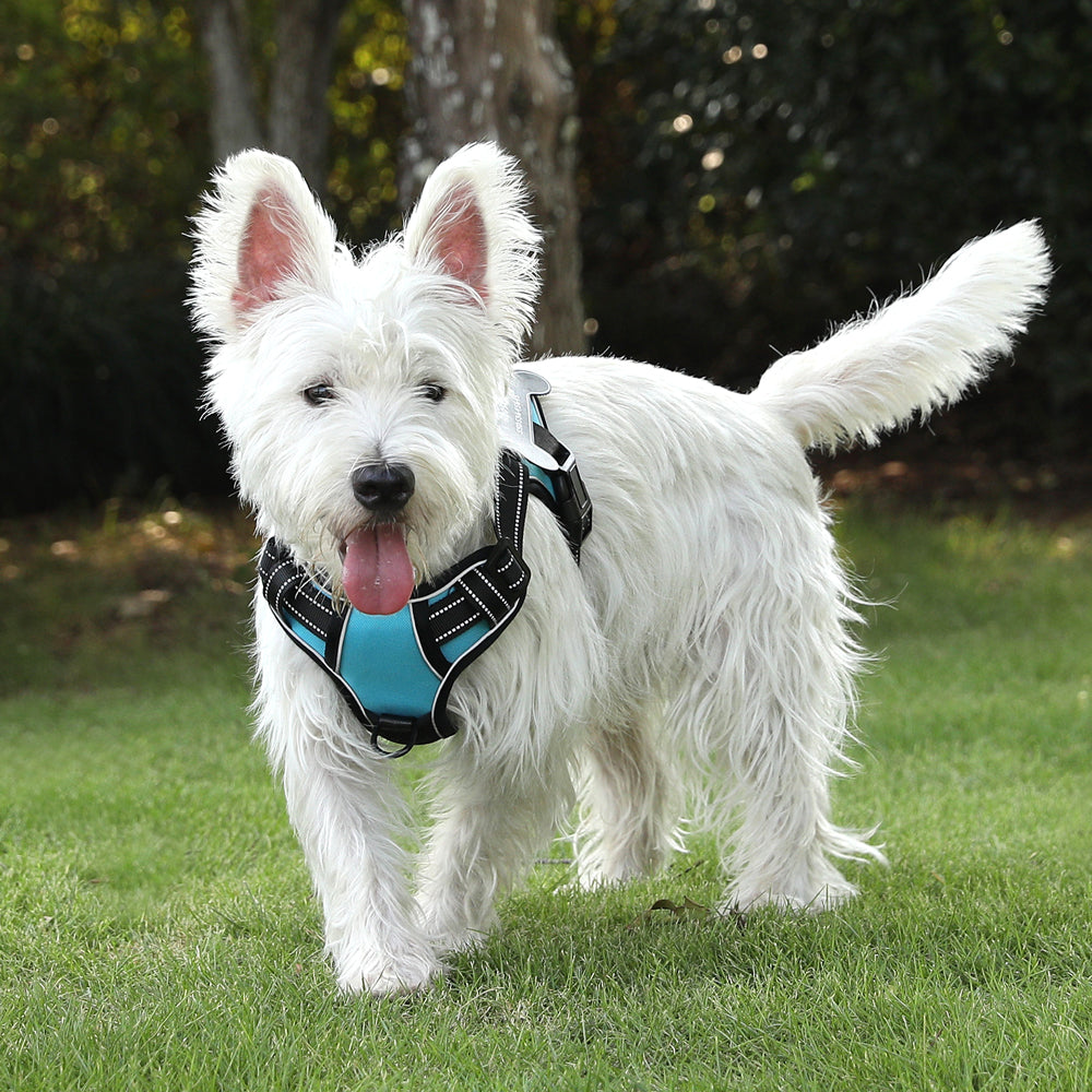 Personalized Dog Harness NO PULL Breathable Pet Harness Vest with Lovely Custom Patch Harness for Small Medium Large Dogs