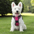 Personalized Dog Harness NO PULL Breathable Pet Harness Vest with Lovely Custom Patch Harness for Small Medium Large Dogs