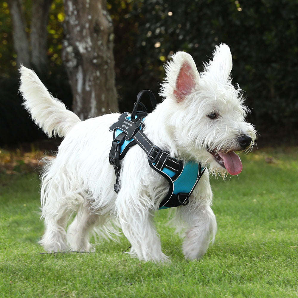 Personalized Dog Harness NO PULL Breathable Pet Harness Vest with Lovely Custom Patch Harness for Small Medium Large Dogs